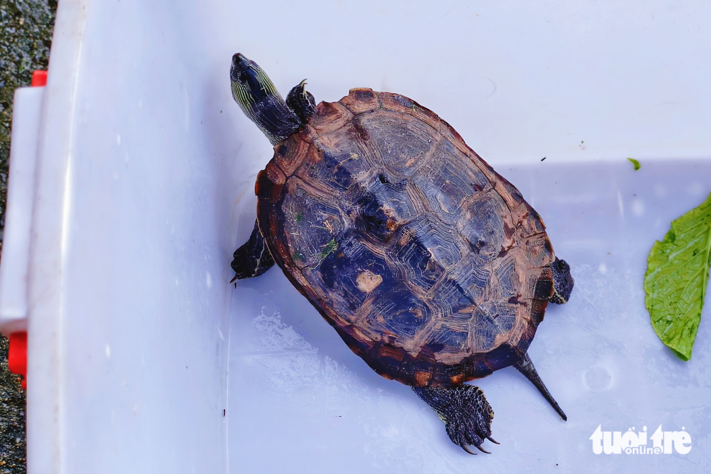 条纹颈龟在巴点乡迷路,水果摊贩捕获后移交胡志明市林业局